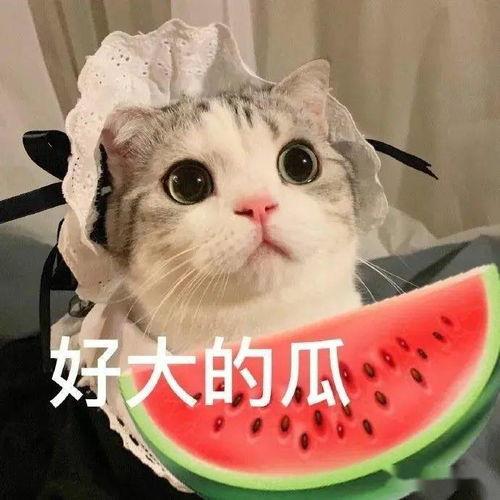 娱乐吃瓜小猫咪小说,吃瓜小能手乔峤的娱乐圈冒险