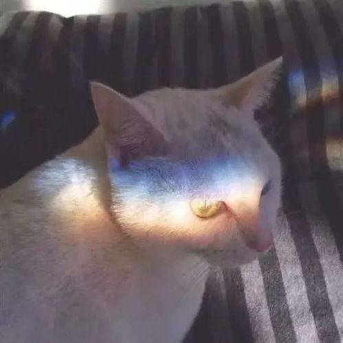 娱乐吃瓜小猫咪小说,吃瓜小能手乔峤的娱乐圈冒险 第3张 娱乐吃瓜小猫咪小说,吃瓜小能手乔峤的娱乐圈冒险 第3张