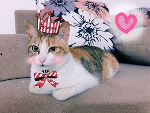 娱乐吃瓜君二豆猫,人气爆棚的网红猫咪,萌态可掬圈粉无数” 第2张 娱乐吃瓜君二豆猫,人气爆棚的网红猫咪,萌态可掬圈粉无数” 第2张