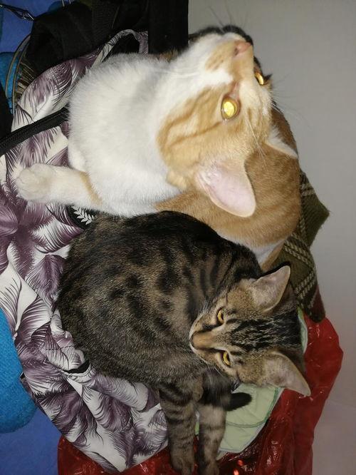 娱乐圈吃瓜猫,揭秘吃瓜猫背后的娱乐真相 第2张 娱乐圈吃瓜猫,揭秘吃瓜猫背后的娱乐真相 第2张