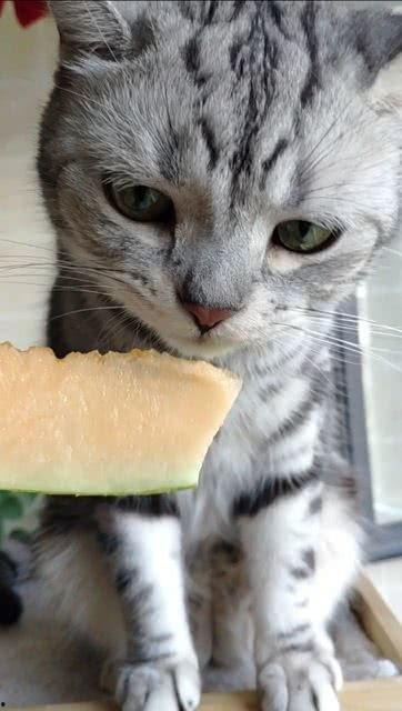 娱乐圈吃瓜猫,揭秘吃瓜猫背后的娱乐真相 第3张 娱乐圈吃瓜猫,揭秘吃瓜猫背后的娱乐真相 第3张