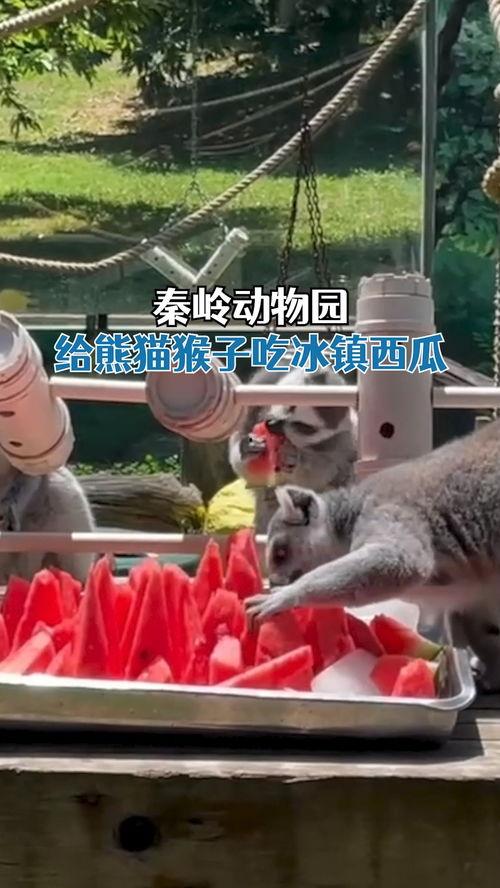娱乐吃瓜酱动物园,揭秘娱乐圈背后的趣味故事 第3张 娱乐吃瓜酱动物园,揭秘娱乐圈背后的趣味故事 第3张