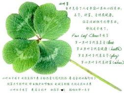 吃瓜四叶草娱乐,揭秘娱乐圈幕后故事