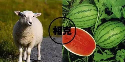 羊了个羊娱乐吃瓜,娱乐吃瓜,揭秘网络爆款游戏背后的故事 第3张 羊了个羊娱乐吃瓜,娱乐吃瓜,揭秘网络爆款游戏背后的故事 第3张