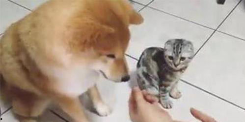 折耳猫娱乐吃瓜君,揭秘娱乐圈那些不为人知的幕后故事  第2张