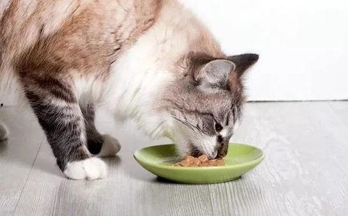 娱乐吃瓜酱猫条,揭秘娱乐圈那些不为人知的幕后故事  第2张