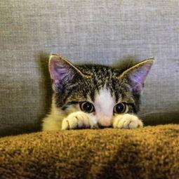 娱乐吃瓜酱猫条,揭秘娱乐圈那些不为人知的幕后故事  第3张