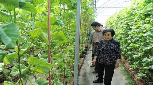 娱乐圈吃瓜呆头鹅是谁,揭秘其真实身份与幕后故事  第2张
