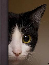 娱乐吃瓜酱猫咪头套,揭秘“吃瓜酱”猫咪的趣味生活  第2张