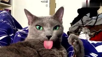 娱乐吃瓜酱猫咪头套,揭秘“吃瓜酱”猫咪的趣味生活  第3张