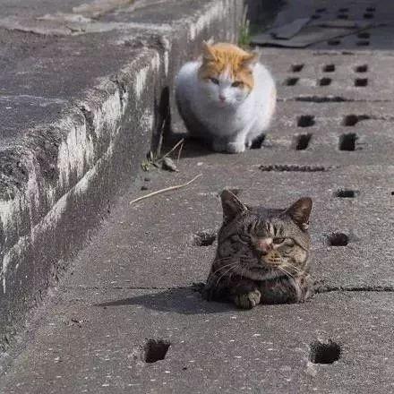 娱乐吃瓜君猫神,揭秘猫神背后的神秘故事