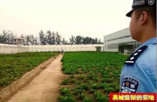 娱乐吃瓜酱燕城监狱,娱乐吃瓜酱揭秘狱中秘闻 第3张 娱乐吃瓜酱燕城监狱,娱乐吃瓜酱揭秘狱中秘闻 第3张