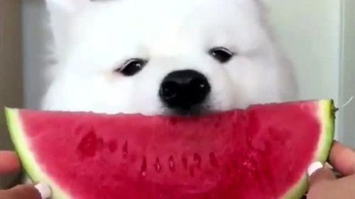 娱乐吃瓜酱萨摩耶,揭秘娱乐圈的萌宠传奇  第2张