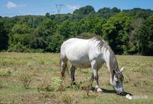喂驴打一嘴巴子吃瓜娱乐,一场意外的网络狂欢 第2张 喂驴打一嘴巴子吃瓜娱乐,一场意外的网络狂欢 第2张