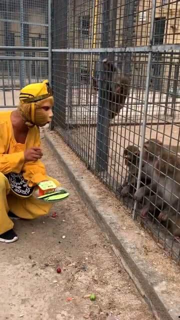 娱乐吃瓜酱猴子  第2张