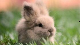 兔兔吃瓜娱乐,娱乐无限，揭秘娱乐圈幕后趣事  第3张