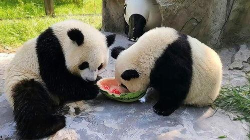 娱乐吃瓜大熊猫,揭秘大熊猫的娱乐生活 第2张 娱乐吃瓜大熊猫,揭秘大熊猫的娱乐生活 第2张