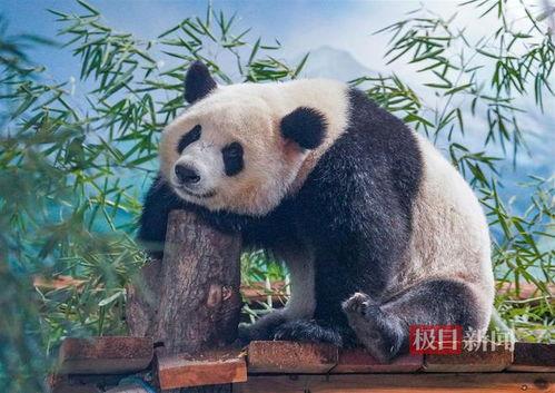 娱乐吃瓜大熊猫,揭秘大熊猫的娱乐生活 第3张 娱乐吃瓜大熊猫,揭秘大熊猫的娱乐生活 第3张