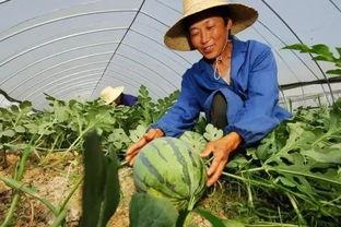 嘉禾望岗娱乐吃瓜,吃瓜群众揭秘幕后故事  第2张