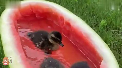 娱乐鸭鸭吃瓜,揭秘娱乐圈那些不为人知的幕后故事  第3张