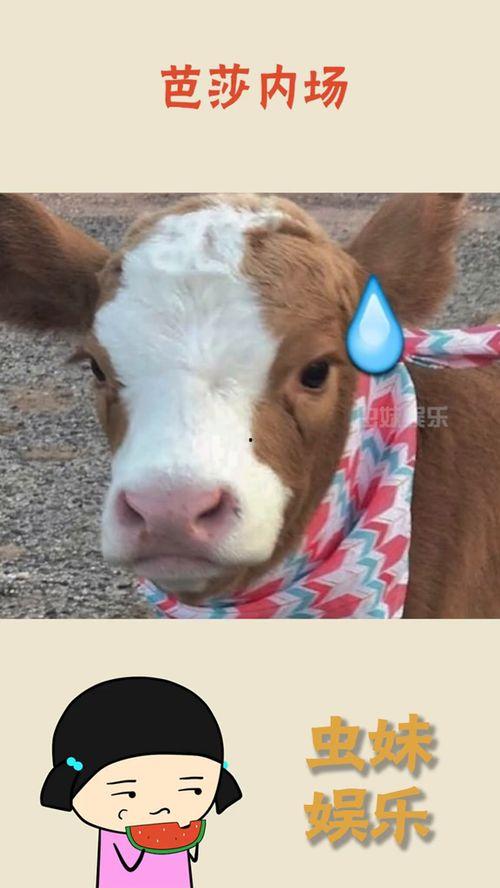 娱乐吃瓜酱咋了  第3张